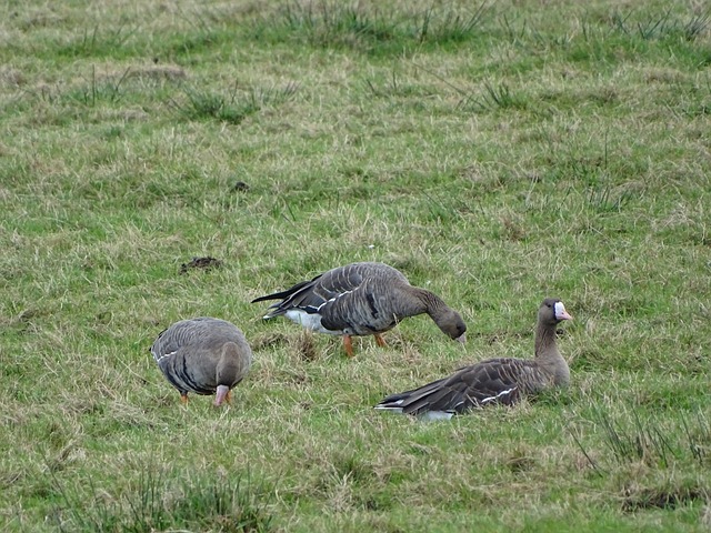 以期讓球迷 以期讓球迷